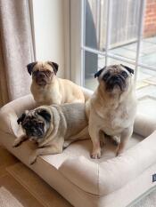 Three pugs sharing a beige bolster dog bed