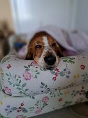 Cosy 