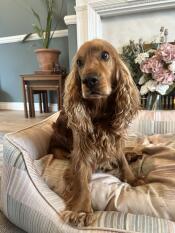 A dog sat in the pawsteps natural nest dog bed.