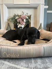 A dog resting in the pawsteps natural nest dog bed.
