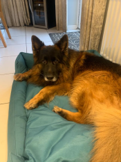 A german shepherd lying in the shaded spruce nest dog bed.