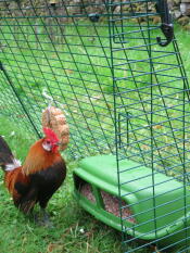 Loving my new feeder!!