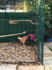 My rescue hens are very happy with their new feeder.