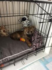 A small brown dog in a Fido Nook niche with a grey bed inside