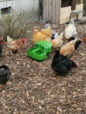 Chickens super happy