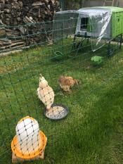 Chickens behind chicken fencing with a large green Cube chicken coop