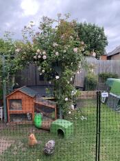 A chicken fencing around an entire garden