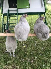 Chickens perching in an Eglu coop