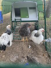 Three chickens perching on Omlet universal chicken perch inside of run of green Eglu Cube large chicken coop