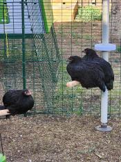 Two black star and one australorp pullet enjoying their standard pole tree perches.