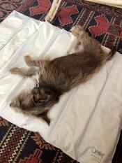 Enjoying the Omlet cooling mat during the heat wave!