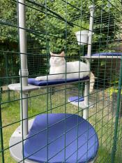 Love my catio, gingypaws ????????????????