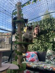 My bear on his tower in the catio 