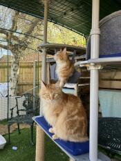 Tom and jerry enjoying their new 5 x 3 x 2 cat run and perches