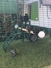 Omlet green Eglu Cube large chicken coop and run