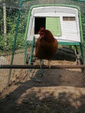 A chicken perching inside an Omlet chicken run.