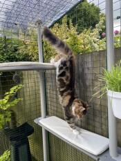 A cat utilizing his outdoor cat tree