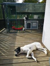 A dog sleeping next to a cat in his large cat enclosure