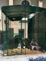 Two guinea pigs roaming inside their enclosure