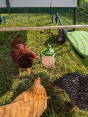 Three chickens entertaining themselves with their hanging peck toy