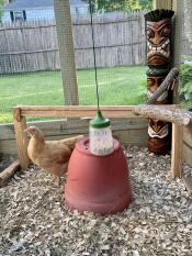 A Omlet peck toy hanging in a chicken run.