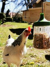 A chicken pecking some corn from a feeder