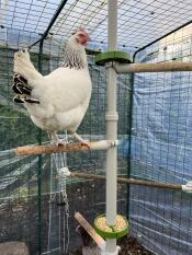 Loving the perch height