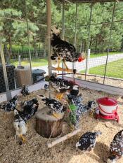 Roost Poletree