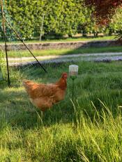 Chicken with Poppy peck toy