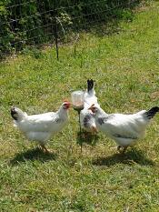 Chickens loving their new peck toy