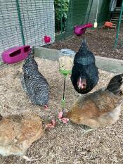 Four happy hens