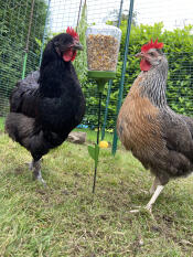 2 chickens eating seeds from their peck toy