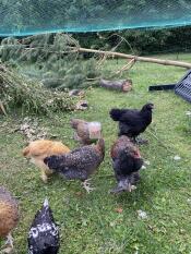 A flock of chicken enjoying the Omlet peck toy.