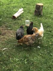 Chickens with Omlet peck toy