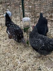 Chickens pecking at Omlet Poppy peck toy