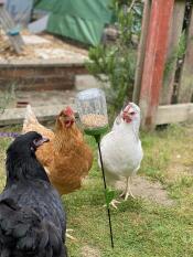 Three of my girls enjoying their new Poppy peck