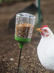 Maja has Got the hang of her pecking toy. the chickens love it. 