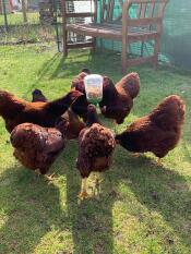 Chickens with their Omlet peck toy