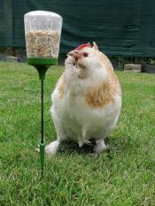 A chicken pecking seeds from a peck toy