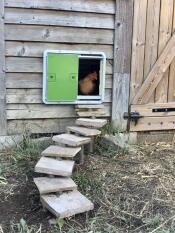 A green automatic chicken coop door mounted on a wooden chicken coop