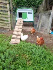 Recently installed, comfort for delighted hens 