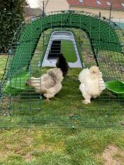 Three small chickens wandering in their coop run