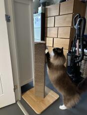 A cat clawing at the tall Stak cat scratching post.