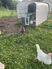 Brilliant addition to my coop/run. wouldn’t be without it, chickens Got used to it very quickly after i threw food the other side of it to tempt them through it. 