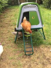 An orange chicken climbing down the ladder from a green Go up