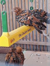 A chicken perched on the chicken swing.