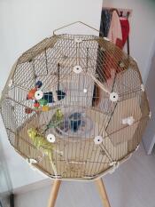 Geo bird cage with Gold cage and cream base
