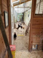 A chicken swing setup inside an enclosing chicken area.