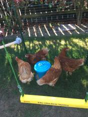 Some chickens in front of their yellow chicken swing