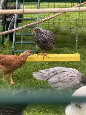 A chicken perched on a chicken swing